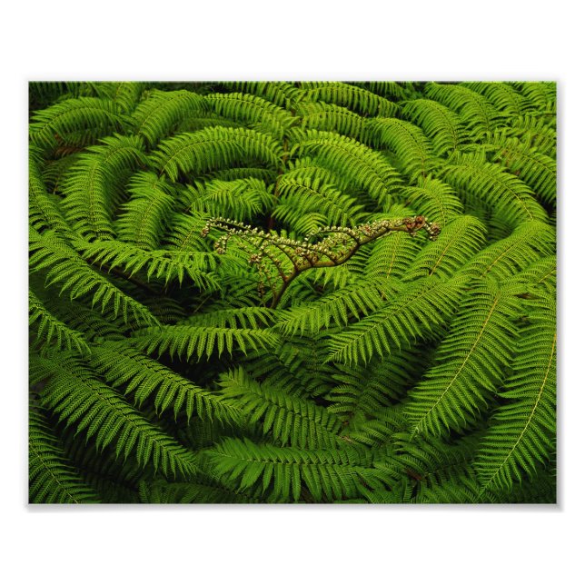 Foto Retrato de Fern Leaves (Frente)