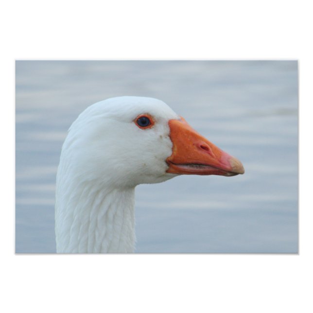 Foto Retrato de ganso blanco (Frente)
