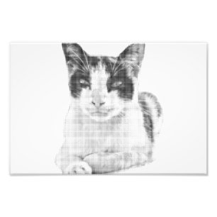 Foto Retrato de gatito en trama de semitonos