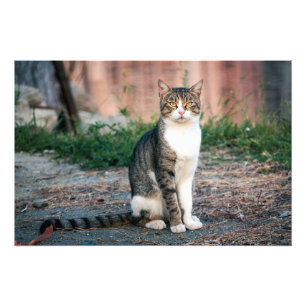 Foto Retrato de gato