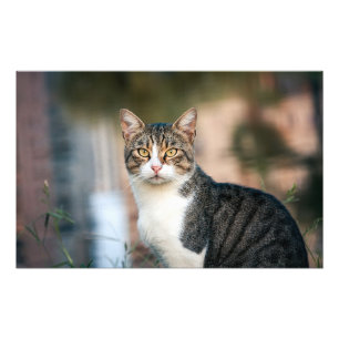 Foto Retrato de gato