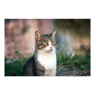 Foto Retrato de gato