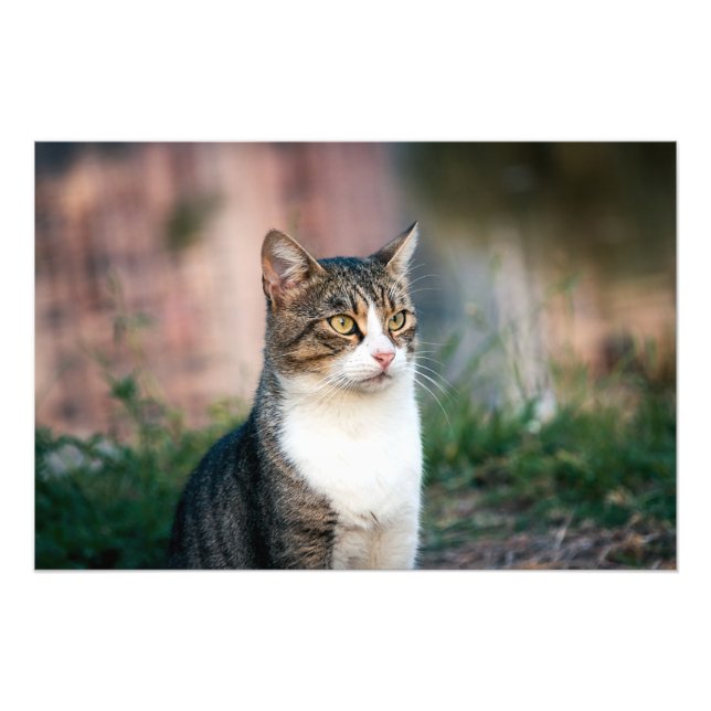Foto Retrato de gato (Frente)
