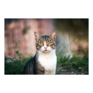 Foto Retrato de gato