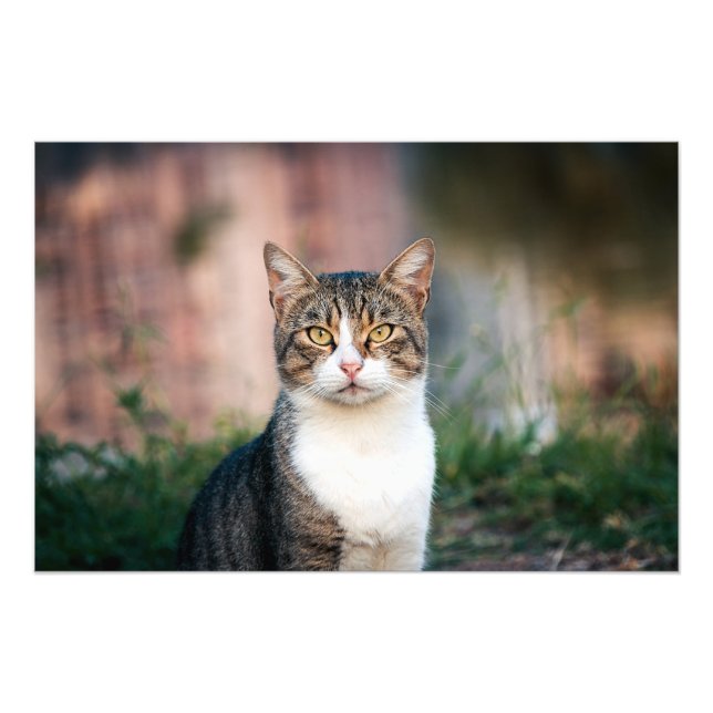 Foto Retrato de gato (Frente)