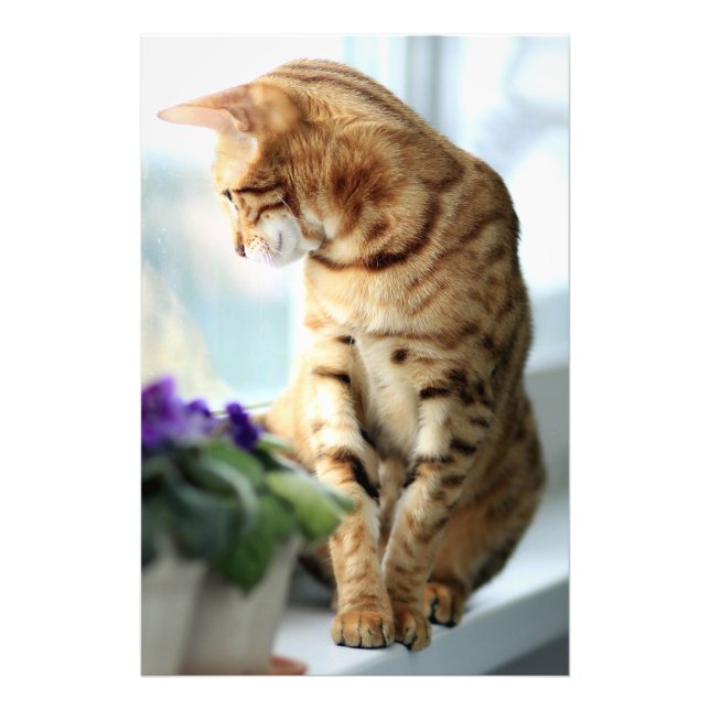Foto Retrato de gato bengalí (Frente)