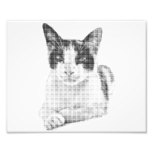Foto Retrato de gato en trama de semitonos
