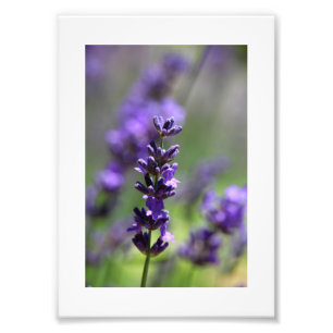 Foto Retrato de Lavender