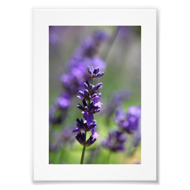 Foto Retrato de Lavender (Frente)