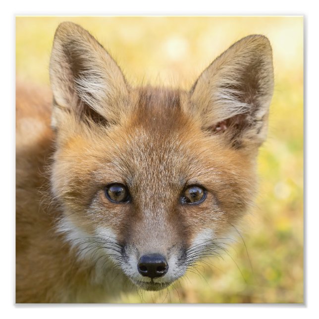 Foto Retrato de Little Cutie Fox (Frente)