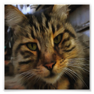 Foto Retrato de Mascota artístico de gato tabby de larg