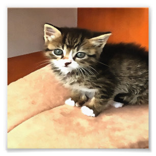 Foto Retrato de Mascota de gatitos de Tabby