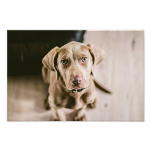 Foto Retrato de perro