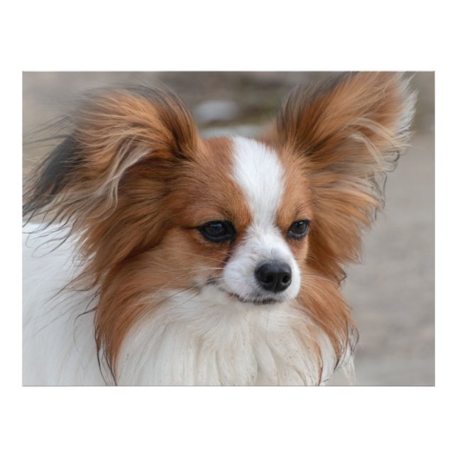 Foto Retrato de perro de Papillon (Frente)