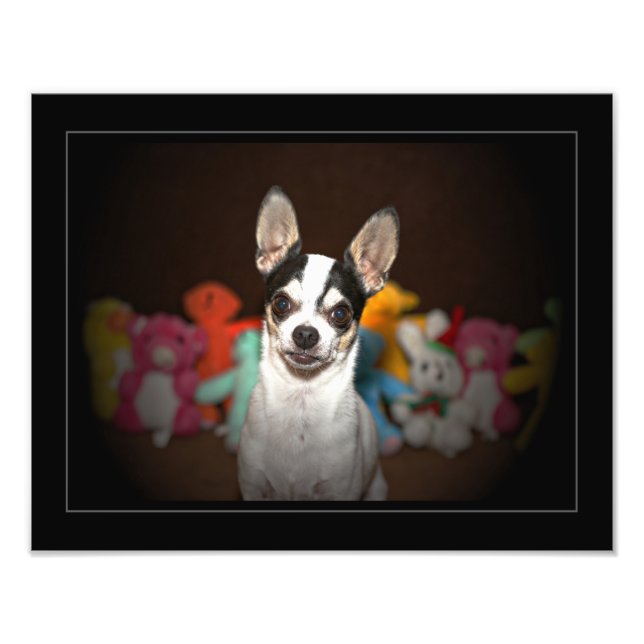 Foto Retrato de un chihuahua (Frente)
