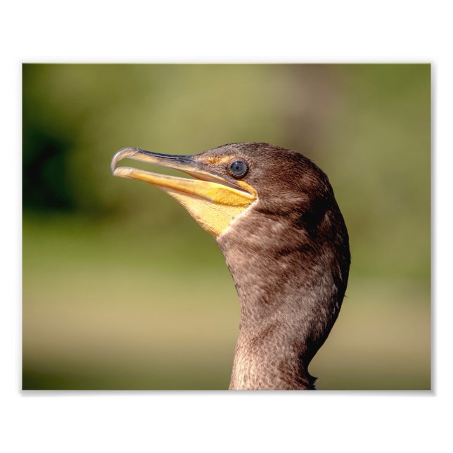 Foto Retrato de un cormorán (Frente)