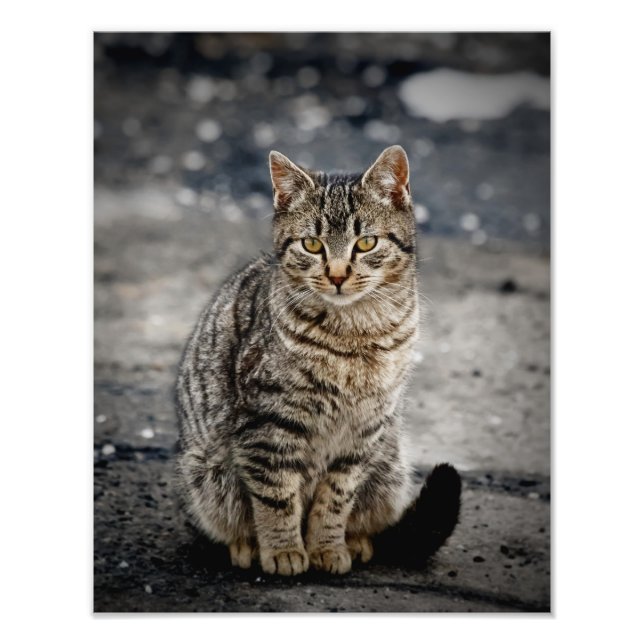 Foto Retrato de un gato (Frente)