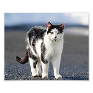 Foto Retrato de un gato