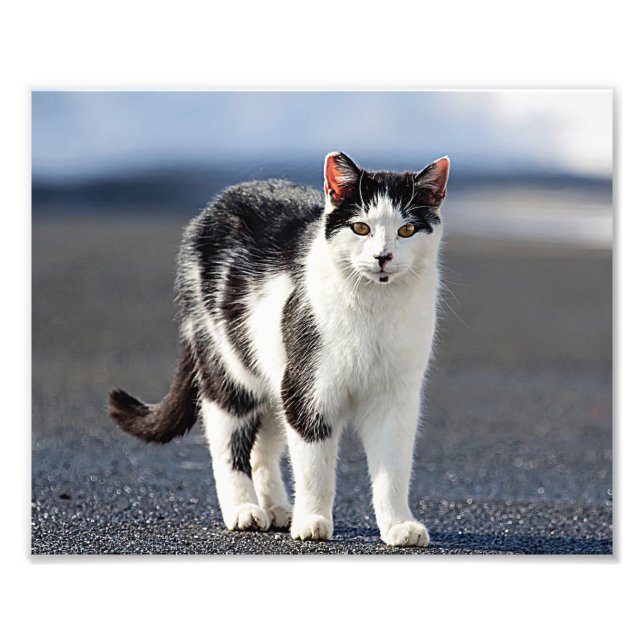 Foto Retrato de un gato (Frente)