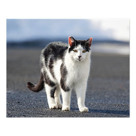 Foto Retrato de un gato