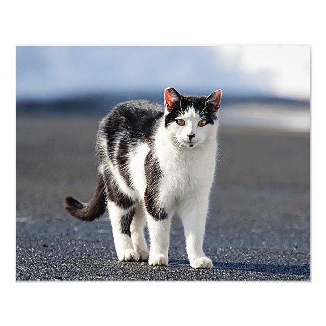 Foto Retrato de un gato (Frente)