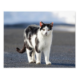 Foto Retrato de un gato