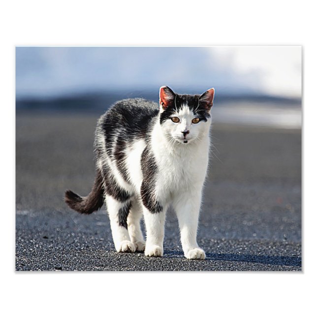 Foto Retrato de un gato (Frente)