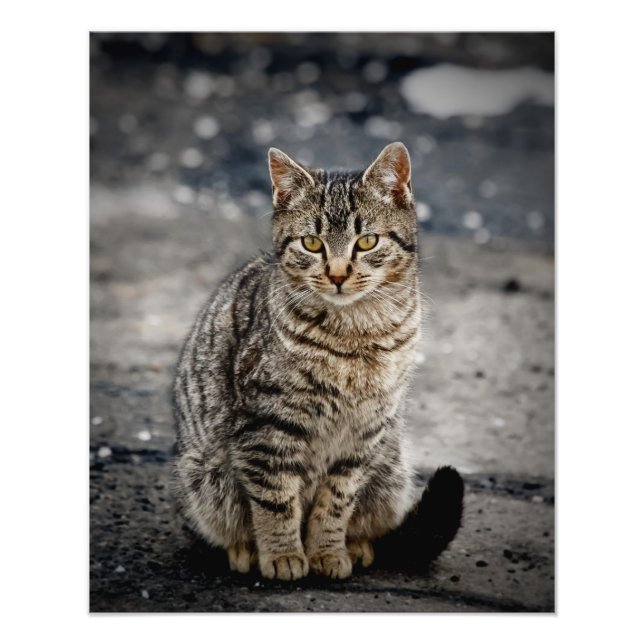 Foto Retrato de un gato (Frente)