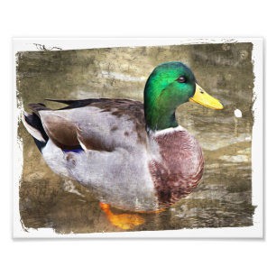 Foto Retrato de un mallard masculino