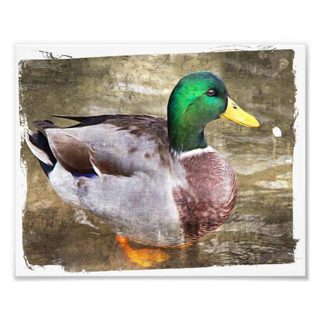 Foto Retrato de un mallard masculino (Frente)