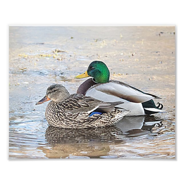 Foto Retrato de un mallard masculino y femenino (Frente)