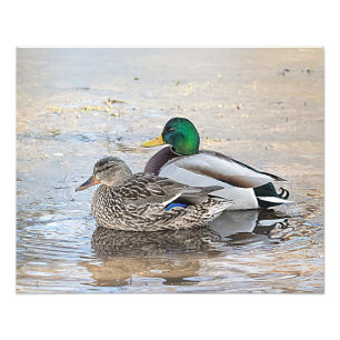 Foto Retrato de un varón y de un pato silvestre