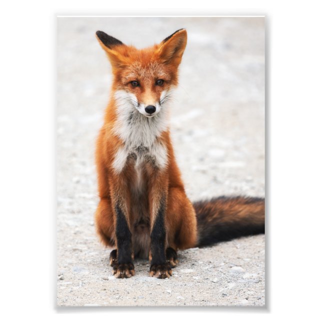 Foto Retrato de zorro rojo salvaje lindo con ojos hermo (Frente)