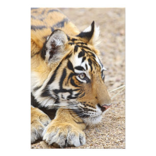 Foto Retrato del tigre de Bengala Real, Ranthambhor