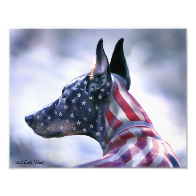 Foto Retrato Doberman de la bandera de los Estados Unid (Frente)
