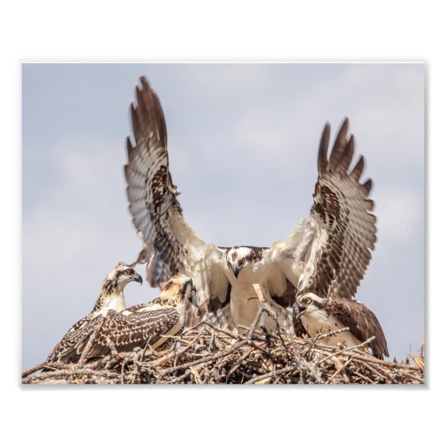 Foto Retrato familiar Osprey (Frente)