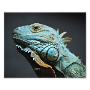 Foto Retrato grave de iguana