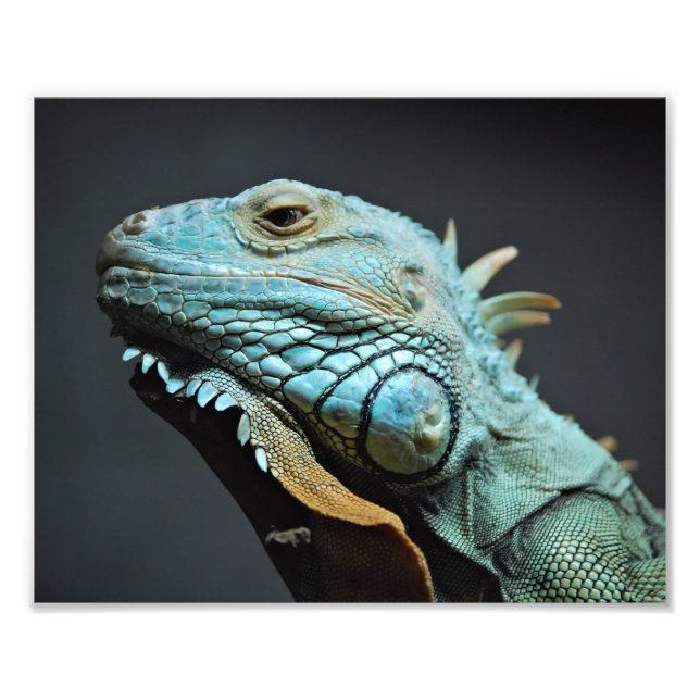 Foto Retrato grave de iguana (Frente)