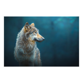 Foto Retrato lateral de un lobo gris