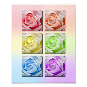 Foto Retrato macro de los rosas del arco iris