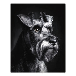 Foto Retrato monocromo de Schnauzer