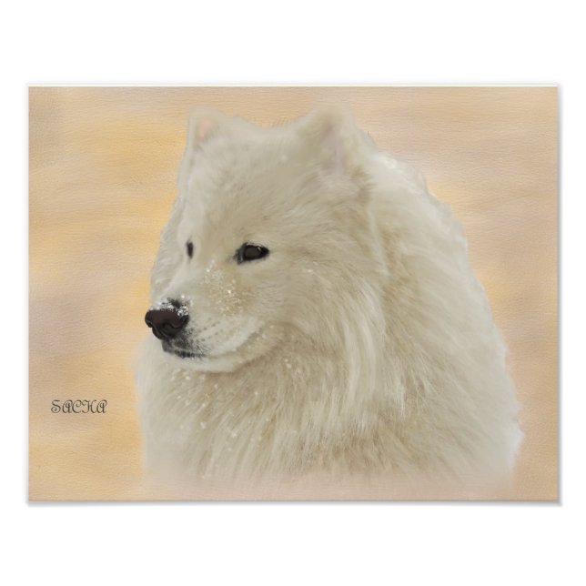 Foto Retrato Samoyed 14X11 Papel de calidad Kodak (Frente)