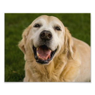Foto Retrato sonriente de Golden Retriever