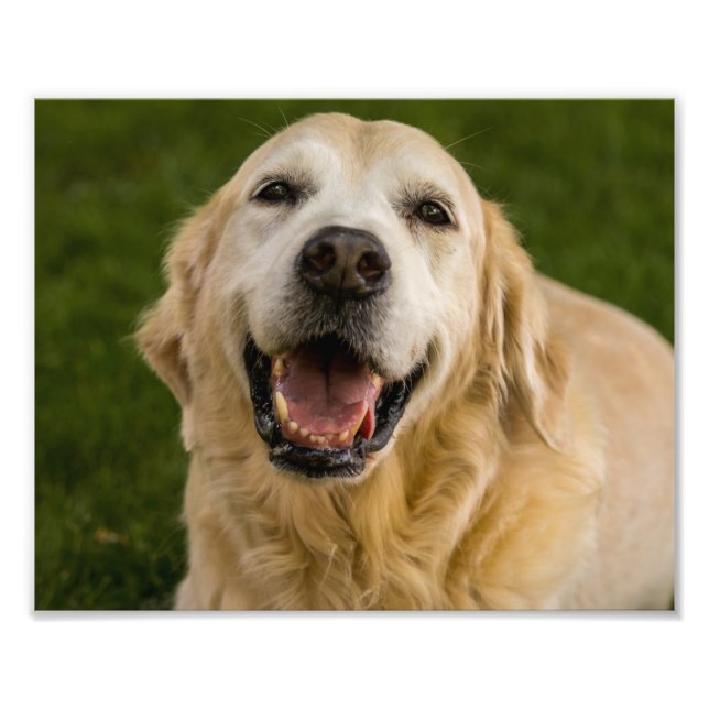Foto Retrato sonriente de Golden Retriever (Frente)