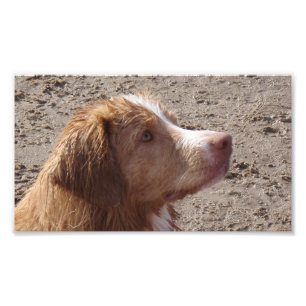 Foto Retriever_de_Nueva_Escocia_de_recuperación_de_pati