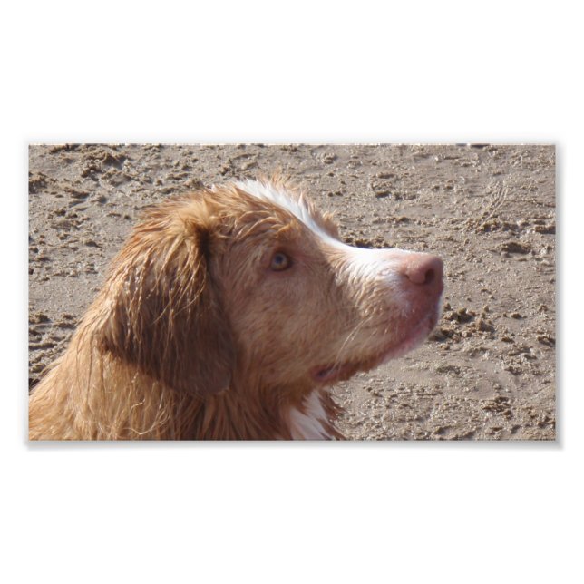 Foto Retriever_de_Nueva_Escocia_de_recuperación_de_pati (Frente)
