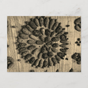 Foto retro de Pine Cones Mandala Postal
