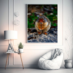 Foto Richardson Ground Squirrel