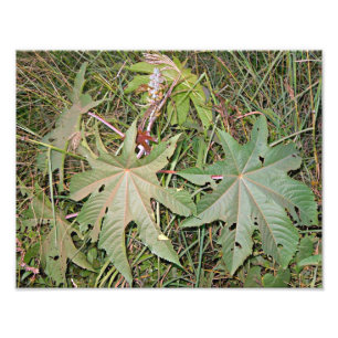 Foto Ricinus del ricino communis