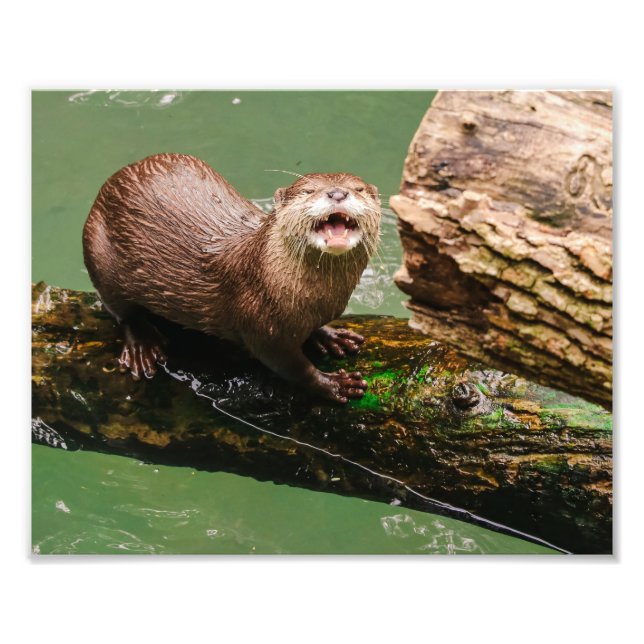 Foto Ríe de Otter suave al registrarse en el agua (Frente)